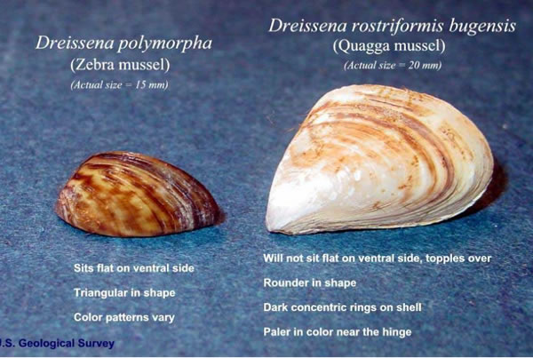 Invasive Species Council of BC holds Annual Public Forum Feb 6-8