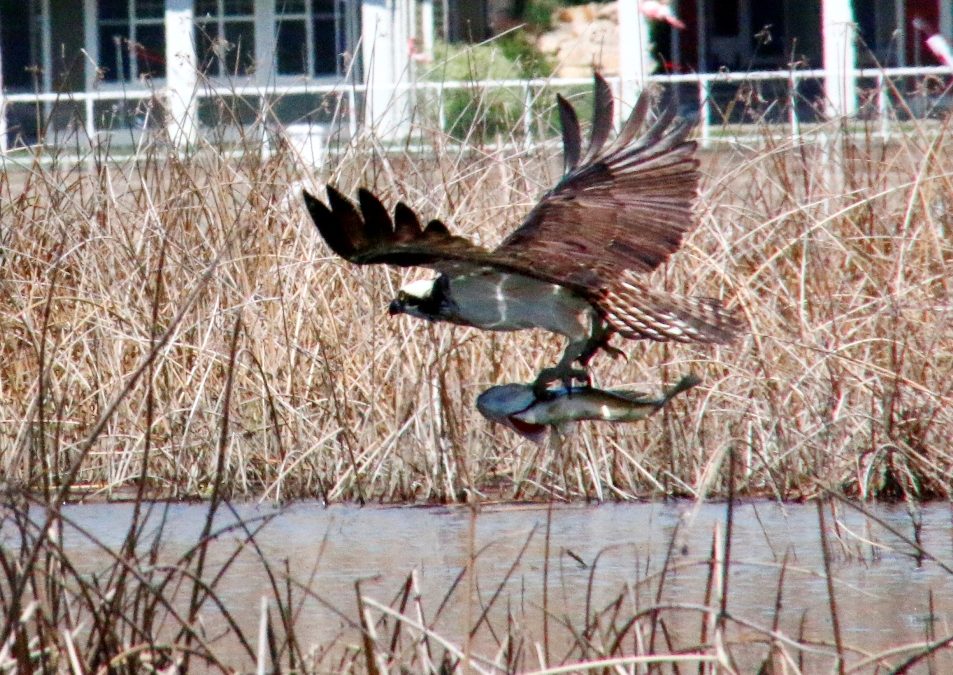 Osprey take full advantage of newly expanded hunting grounds on Osoyoos Lake