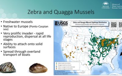 Okanagan and Similkameen Waterways Remain Free of Invasive Mussels